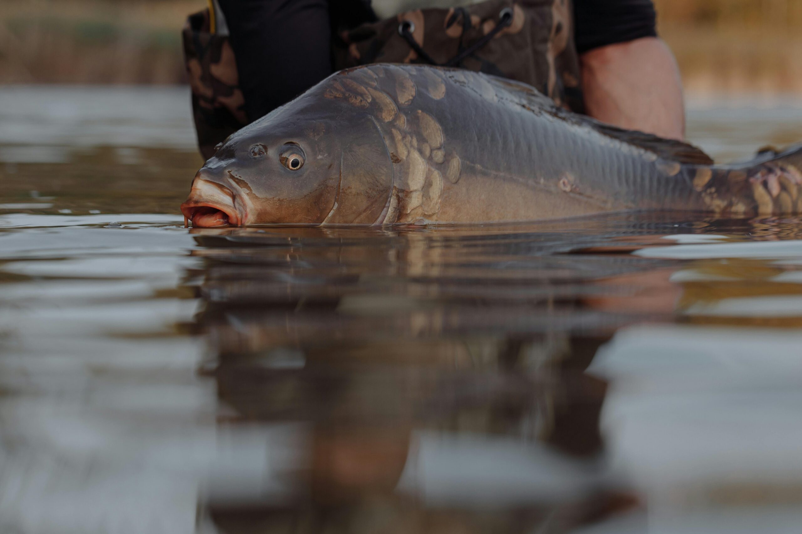 Detailed image of a carp fish caught, partially submerged in a lake, showcasing reflections.